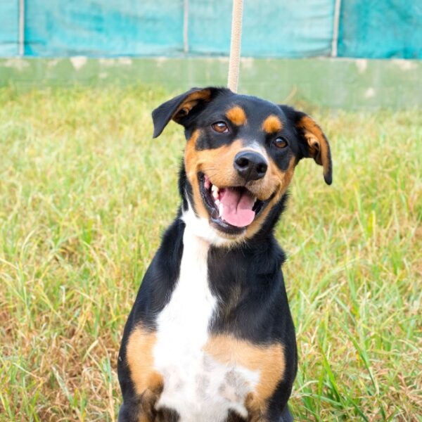 Vacances avec chien en Bretagne au Camping La Baie de Kernic, à Plouescat, dans le Finistère (Bretagne)