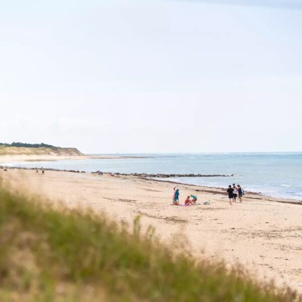 Plage dogfriendly sur l'Ile de Ré, accès direct depuis le camping La Côte SAuvage, à Saint-Clément-des-Baleines, en Charente-Maritime