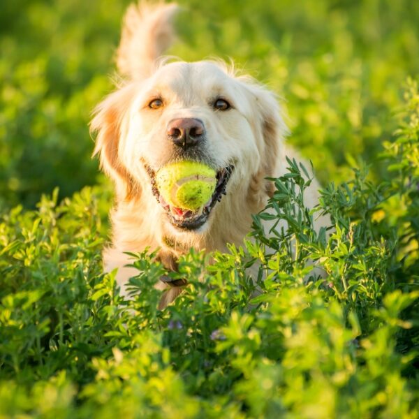 Chien heureux au camping L'Ile du Rhin près de Colmar en Alsace