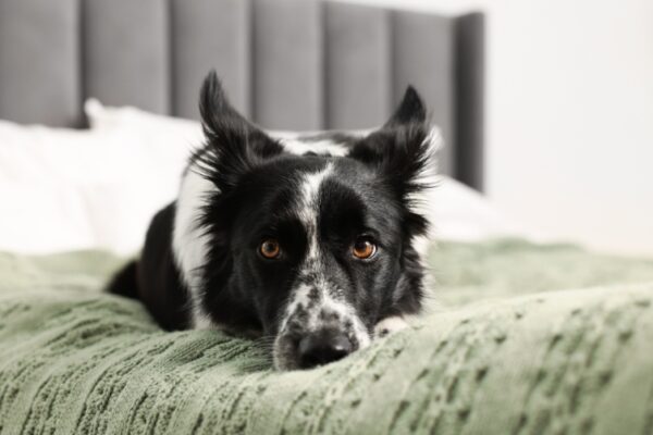 Hôtel Ibis Budget Reims Thillois