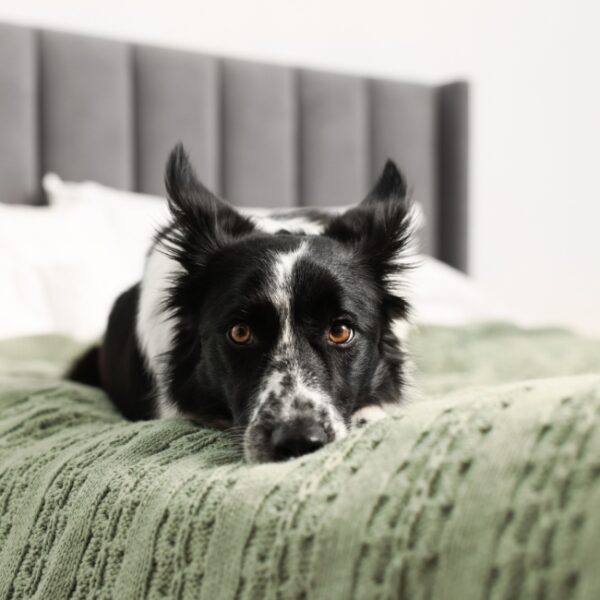 Chien à l'Hôtel Ibis Budget Reims Thillois à Thillois dans la Marne