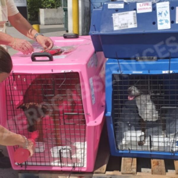 Taxi Animalier Aerocab à Nanterre en Hauts-de-Seine