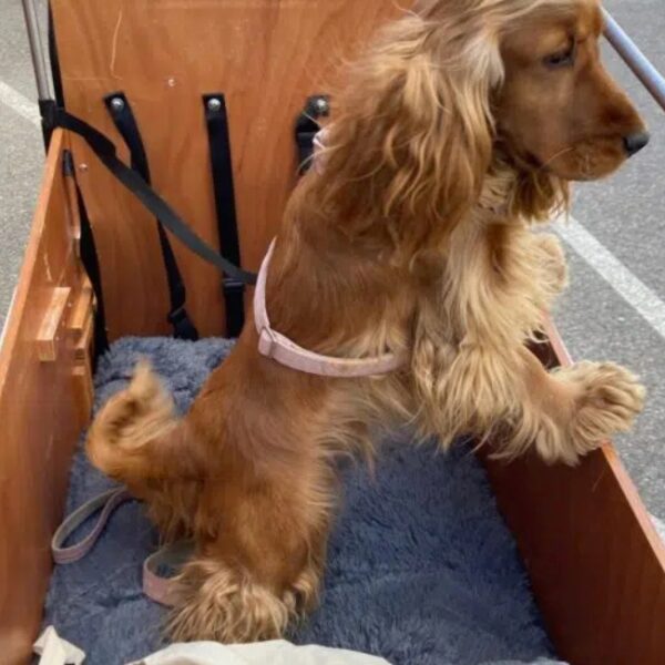 Balade avec l'Eco-Triporteur à Saint-Jorioz en Haute-Savoie