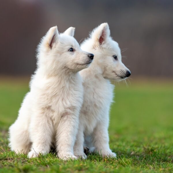 Chien du Camping Le Val de Durance à Cadenet dans le Vaucluse