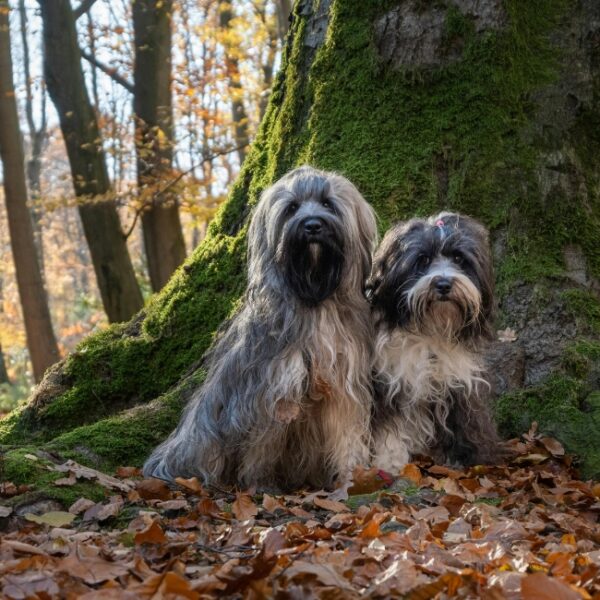 Chien au Camping Saint Avit Loisirs à Saint-Avit-de-Vialard en Dordogne