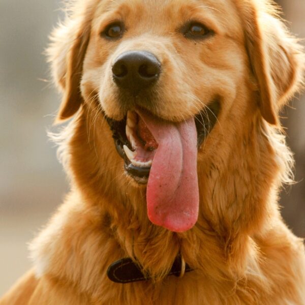 Chien du Camping Le Val d'Ussel à Proissans en Dordogne