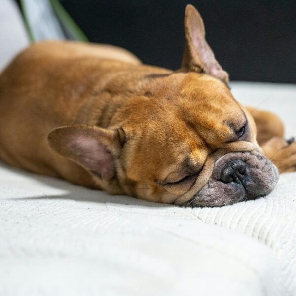 Chien de l'Hôtel Rose des Vents à Baix en Ardèche