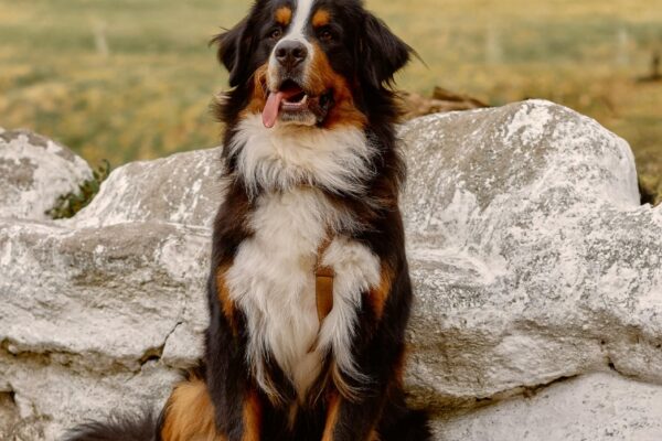 Village Vacances Le Piroulet