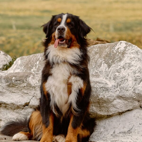 Chien au Village Vacances Le Piroulet à Vassieux-en-Vercors dans la Drôme