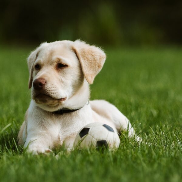 Chien aux Gîtes Le Sud à Puybrun dans le Lot