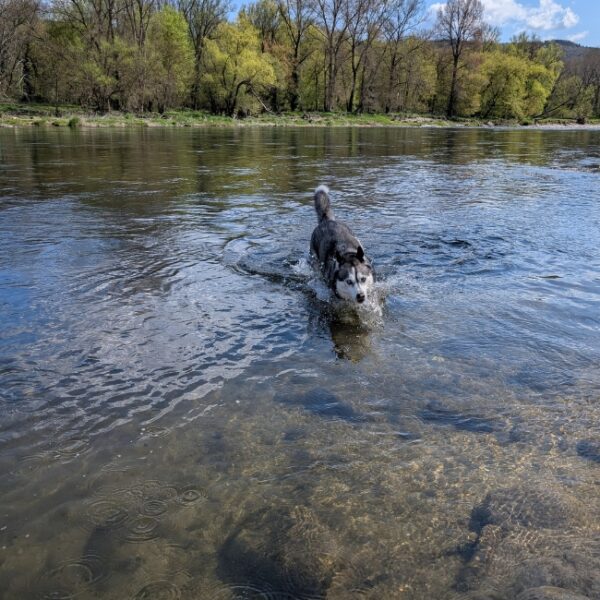 Chien jouant dans l'Ardèche près du camping Le Coin Charmant 3* à Chauzon