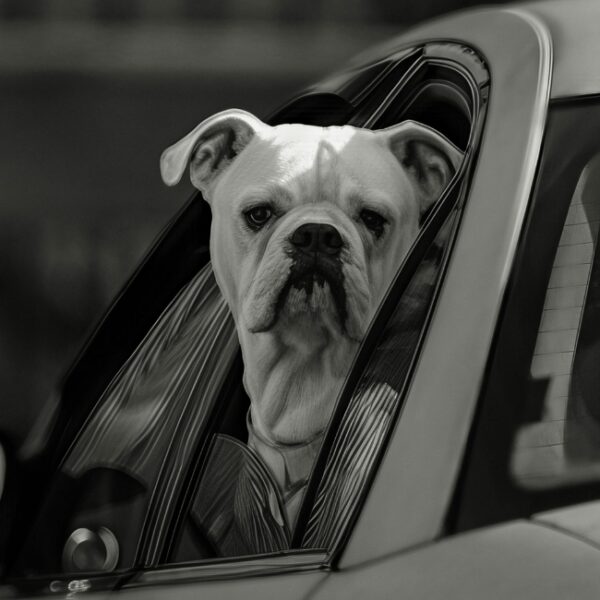 Taxi Animalier Aerocab à Nanterre en Hauts-de-Seine