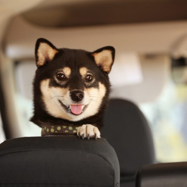 Taxi Animalier Aerocab à Nanterre en Hauts-de-Seine