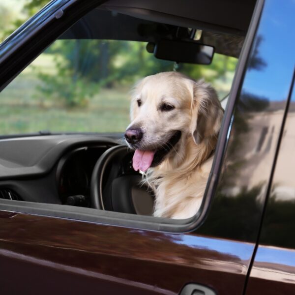 Taxi Animalier Aerocab à Nanterre en Hauts-de-Seine