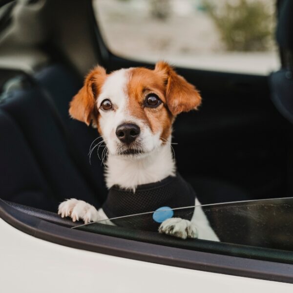 Taxi Animalier Aerocab à Nanterre en Hauts-de-Seine