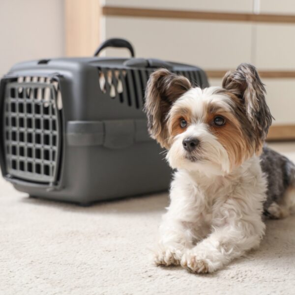 Taxi Animalier Aerocab à Nanterre en Hauts-de-Seine