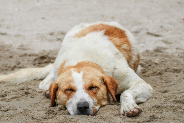 Plage de Sainte-Anne
