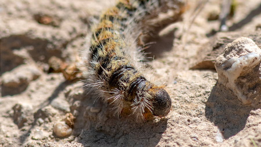 Chenilles processionnaires : les zones à risque en 2026