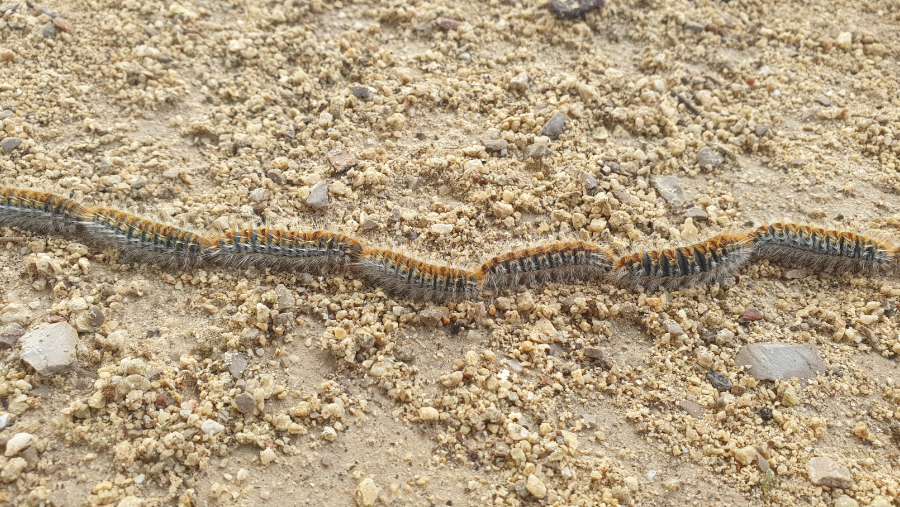 Chenilles processionnaires : quels gestes d’urgence adopter ?
