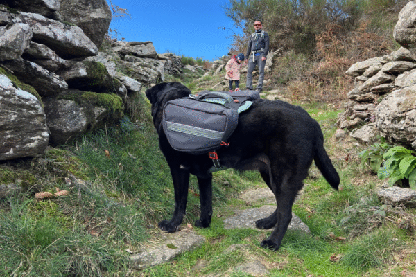 Top 10 des randonnées à faire dans les Cévennes avec son chien