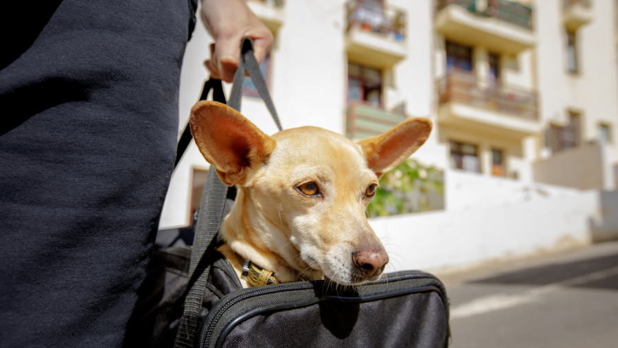 chien en panier de transport pour prendre le bus, le métro ou le tramway à Barcelone