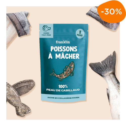 poisson à mâcher pour chien Franklin