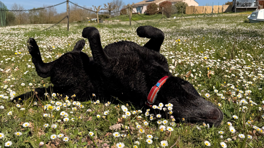 Un GPS qui surveille la santé de mon chien : mon test du Biotracker Invoxia