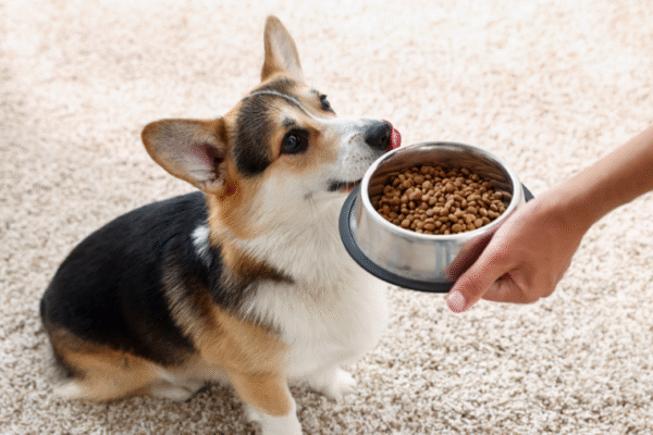 7 conseils pour bien gérer l’alimentation de son chien en voyage
