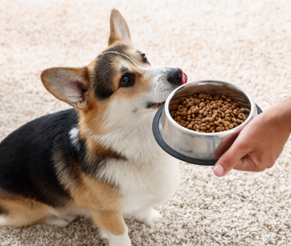 Chien et son alimentation en voyage
