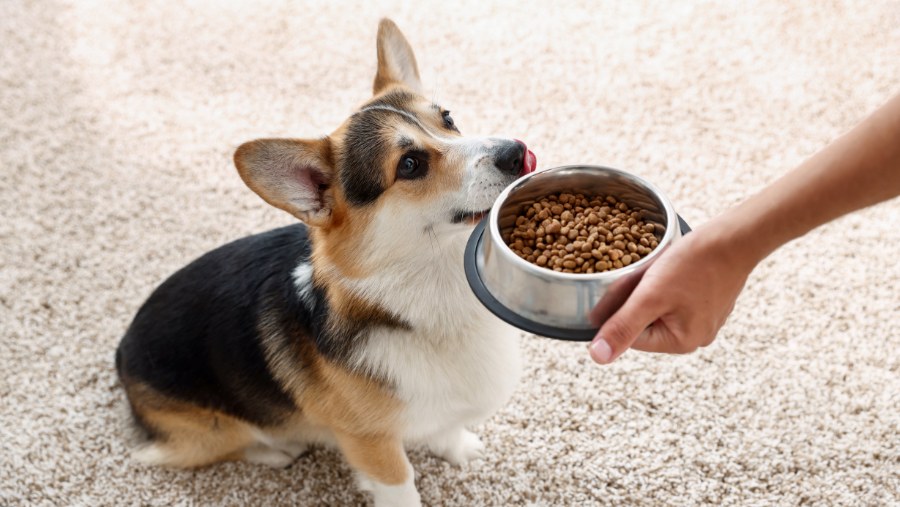 7 conseils pour bien gérer l’alimentation de son chien en voyage