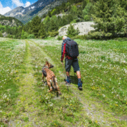 Chien dans les Pyrénées où les animaux sont acceptés, dans le Sud Ouest de la France