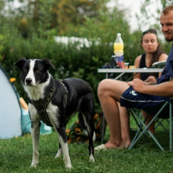 Tentes du Camping Sous les Pommiers à Trévières dans le Calvados