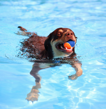 Chien qui se baigne dans le Sud Ouest de la France