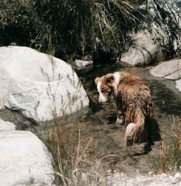 Chien au Trou de la Lune, où les chiens sont les bienvenus, en Ardèche, en Auvergne-Rhône-Alpes