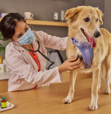 Chien chez le vétérinaire