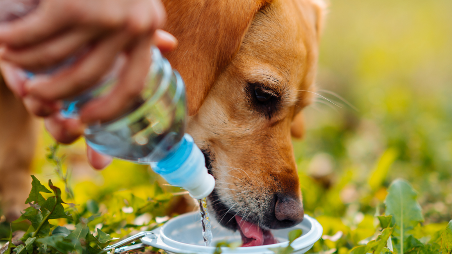 Chien en train de boire de l'eau en vacances
