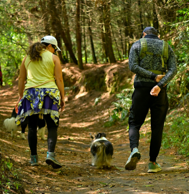 Chien dans randonnée à la Forêt d'Aigoual dans les Cévennes
