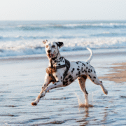 Chien sur une plage du Bassin d'Arcachon où les animaux sont acceptés, en Gironde, en Nouvelle-Aquitaine