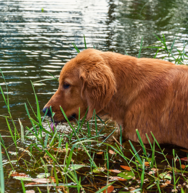 Chien dans le Gardon de Mialet, où les chiens sont acceptés, dans le Gard, en Occitanie