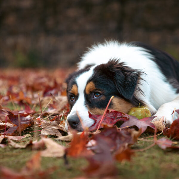 Petit déjeuner buffet - Le Manoir du Lys en Normandie dans l'Orne