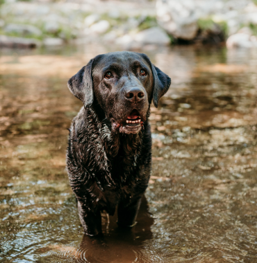 Chien dans baignade où les animaux sont acceptés, en Provence
