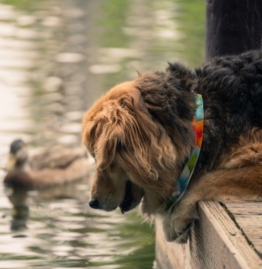 chien dans les parcs de Amboise au bord de l'eau