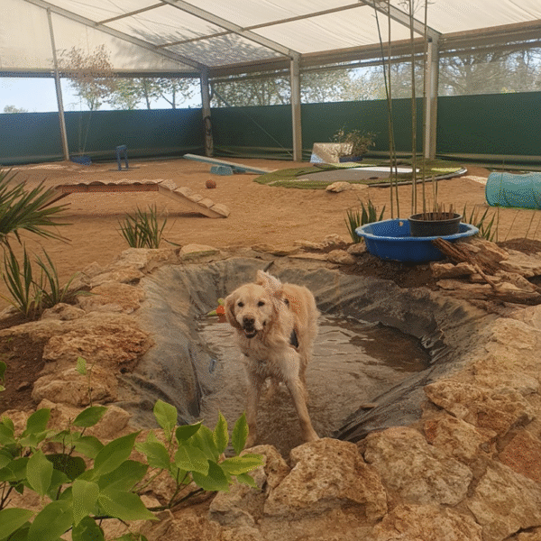 Chien au Fun'Zen dog parc canin à Sacquenay en Côte d'Or