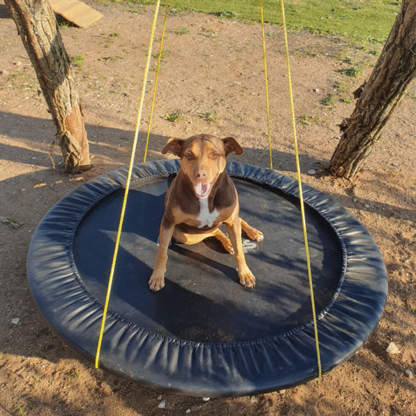 Chien au Fun'Zen dog parc canin à Sacquenay en Côte d'Or