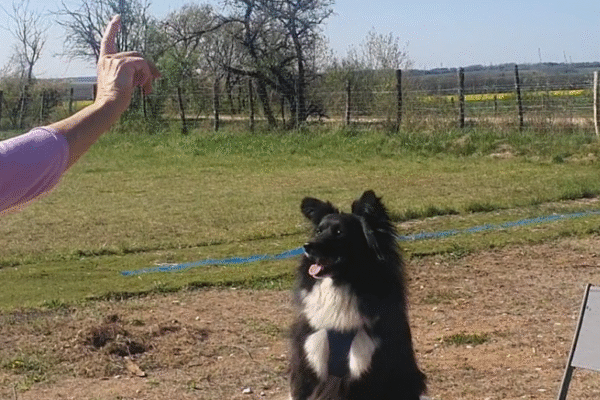 Fun’Zen dog parc canin