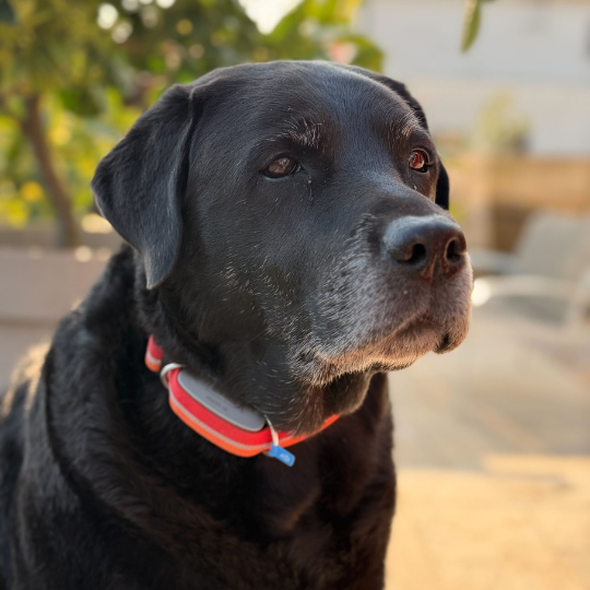 chien noir porte le GPS et Biotracker Edition 2026 de la marque Invoxia