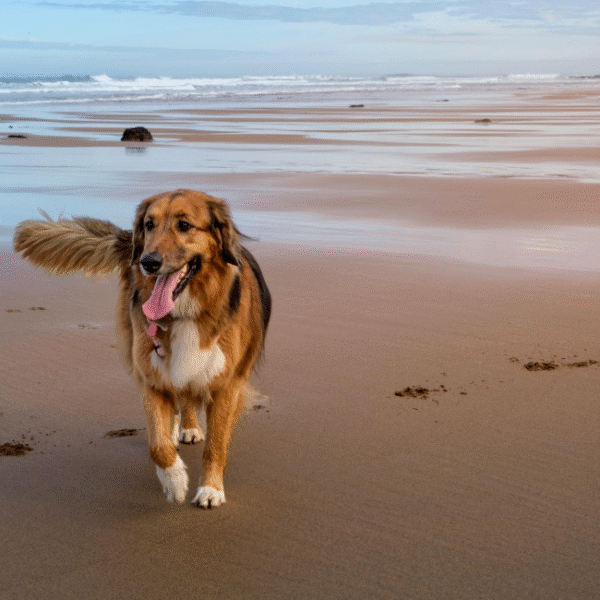 Chien à la plage du Camping Domaine de Clarys à Saint-Jean-de-Monts en Vendée
