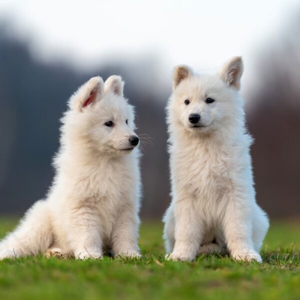Chiens au Camping Le Bois Masson à Saint-Jean-de-Monts en Vendée