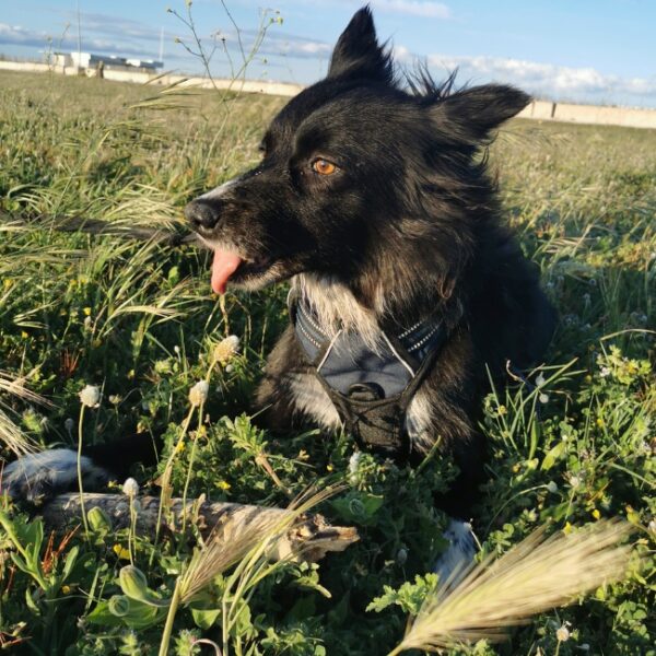 Camping La presqu’île du Barcarès