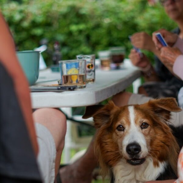 Apéritifs du Camping Sous les Pommiers à Trévières dans le Calvados